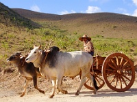 Ochsen(karren) - Transportmittel - Hilfe bei der Feldarbeit